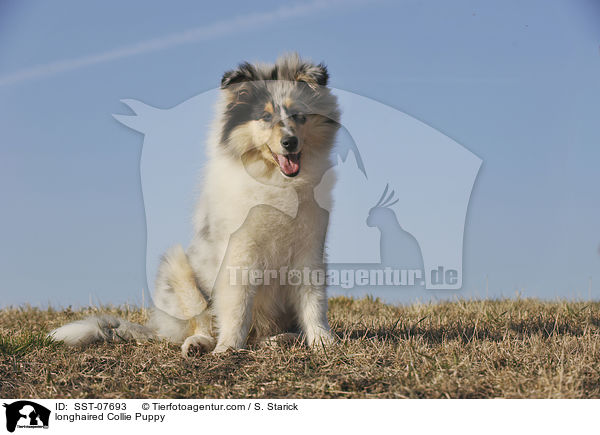 longhaired Collie Puppy / SST-07693