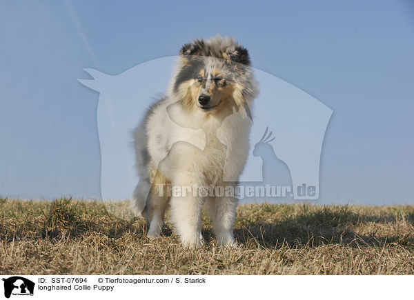 longhaired Collie Puppy / SST-07694
