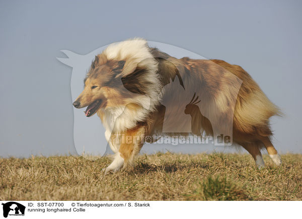 running longhaired Collie / SST-07700