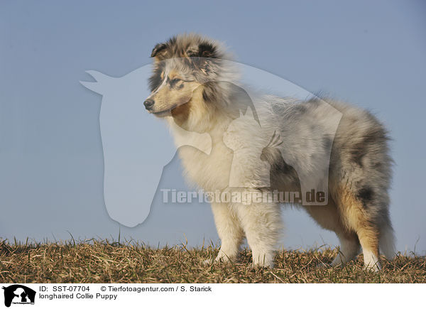 longhaired Collie Puppy / SST-07704