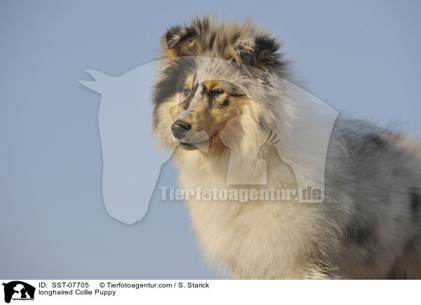 longhaired Collie Puppy / SST-07705