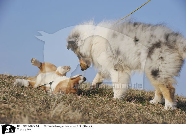 2 puppies / SST-07714