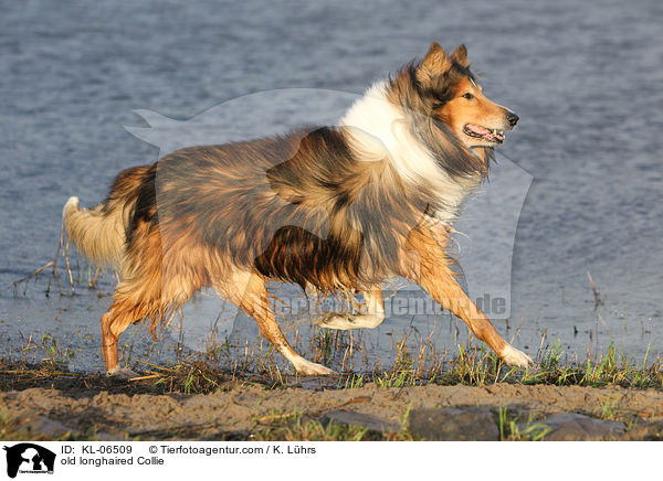 old longhaired Collie / KL-06509