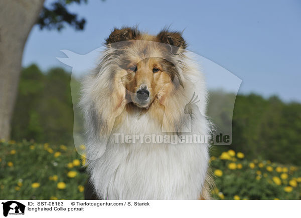 longhaired Collie portrait / SST-08163