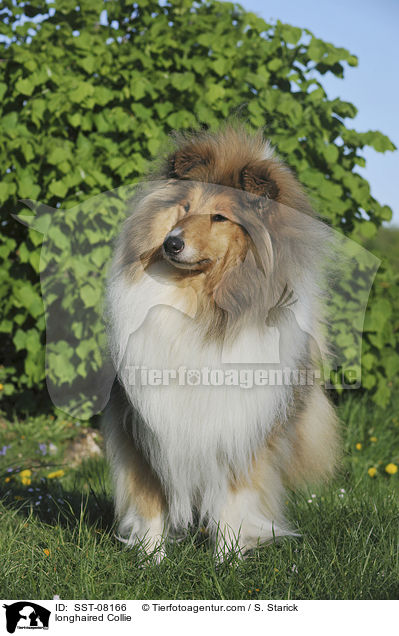 longhaired Collie / SST-08166