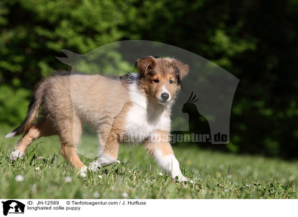 longhaired collie puppy / JH-12589