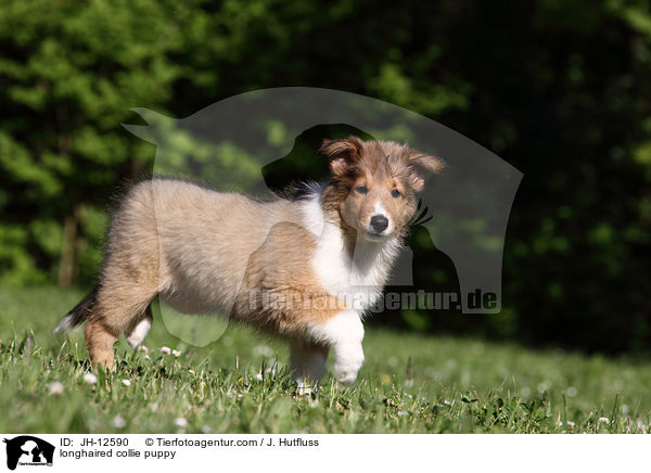 longhaired collie puppy / JH-12590