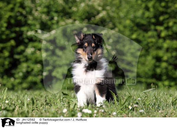 longhaired collie puppy / JH-12592