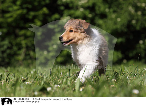 longhaired collie puppy / JH-12596