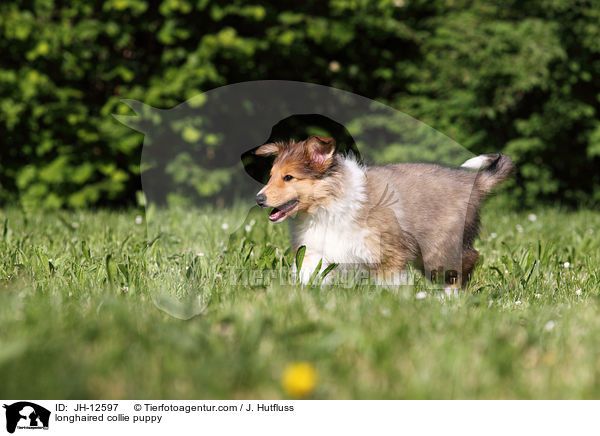 longhaired collie puppy / JH-12597