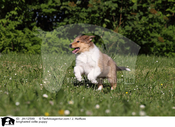 longhaired collie puppy / JH-12599