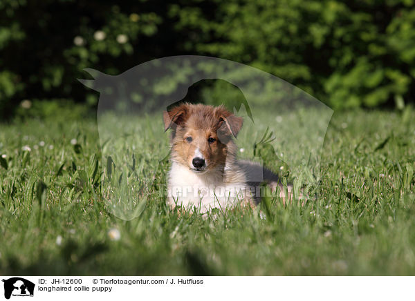 longhaired collie puppy / JH-12600