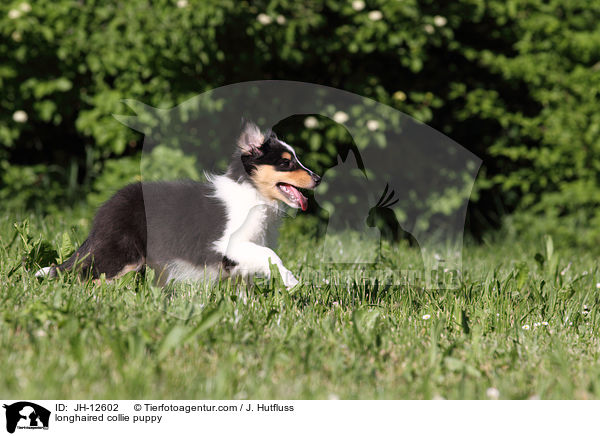 longhaired collie puppy / JH-12602