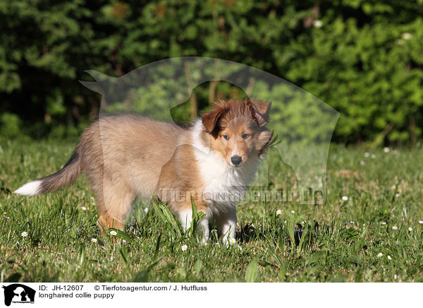 longhaired collie puppy / JH-12607