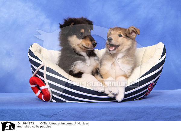 Langhaarcollie Welpen / longhaired collie puppies / JH-12731