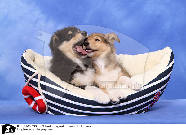 Langhaarcollie Welpen / longhaired collie puppies / JH-12733