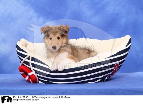 Langhaarcollie Welpe / longhaired collie puppy / JH-12738