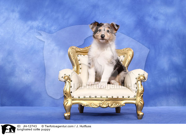 Langhaarcollie Welpe / longhaired collie puppy / JH-12743