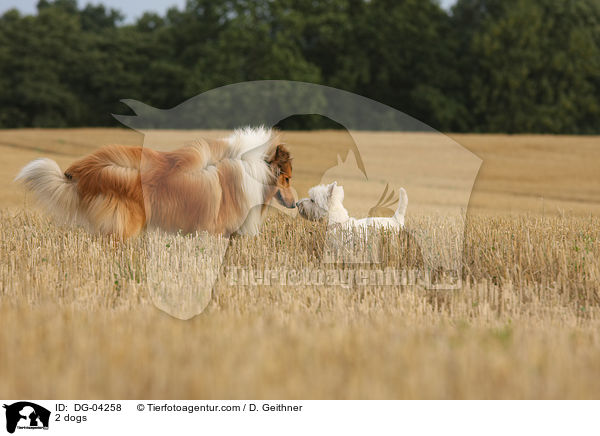2 Hunde / 2 dogs / DG-04258