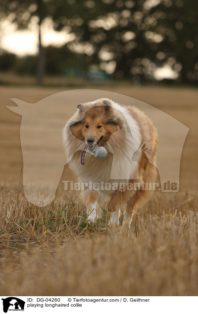 playing longhaired collie / DG-04260