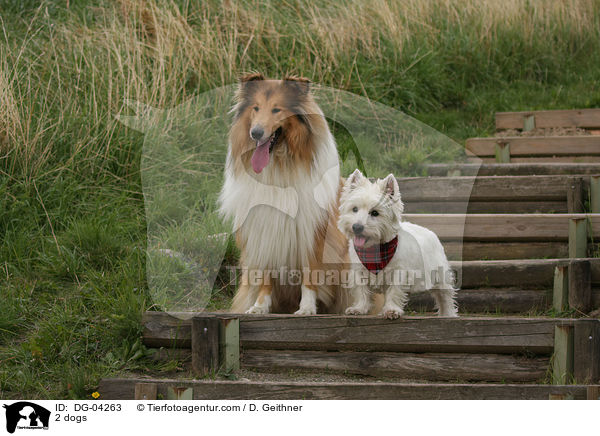 2 Hunde / 2 dogs / DG-04263