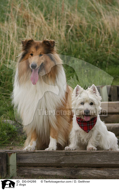 2 Hunde / 2 dogs / DG-04266