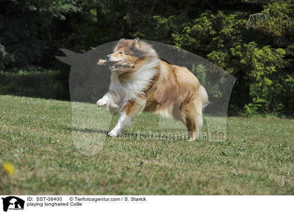 playing longhaired Collie / SST-08400