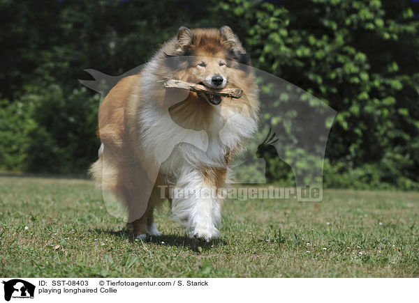 playing longhaired Collie / SST-08403