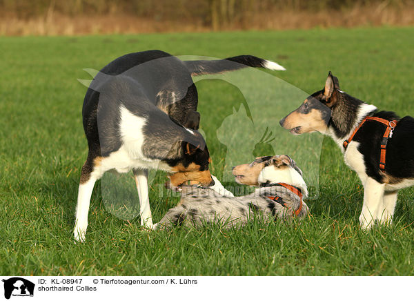 shorthaired Collies / KL-08947
