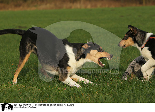 Kurzhaarcollies / shorthaired Collies / KL-08949