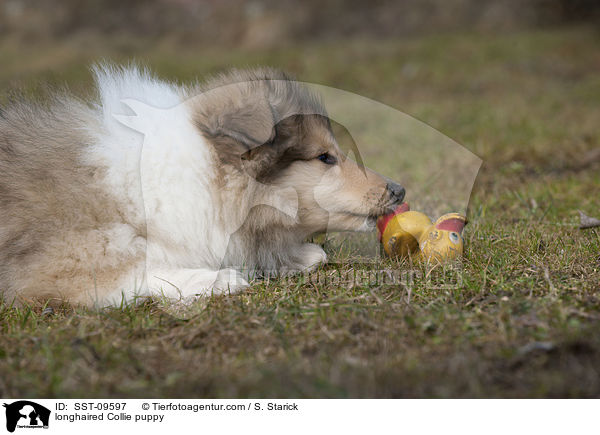 longhaired Collie puppy / SST-09597