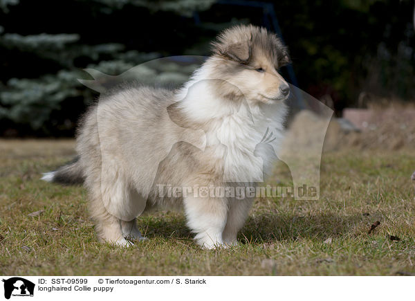 longhaired Collie puppy / SST-09599