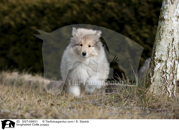 longhaired Collie puppy / SST-09601