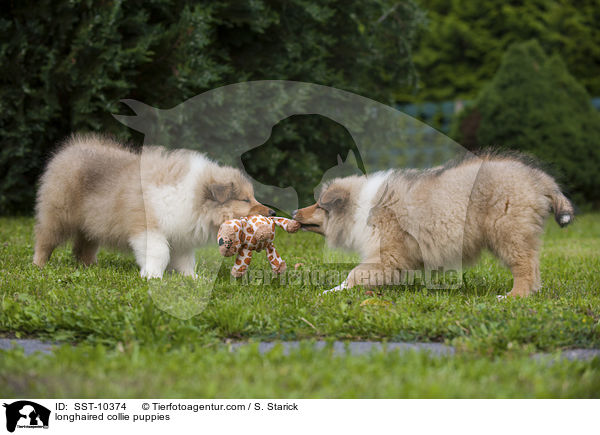 longhaired collie puppies / SST-10374