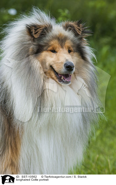 longhaired Collie portrait / SST-10562