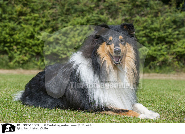 lying longhaired Collie / SST-10569