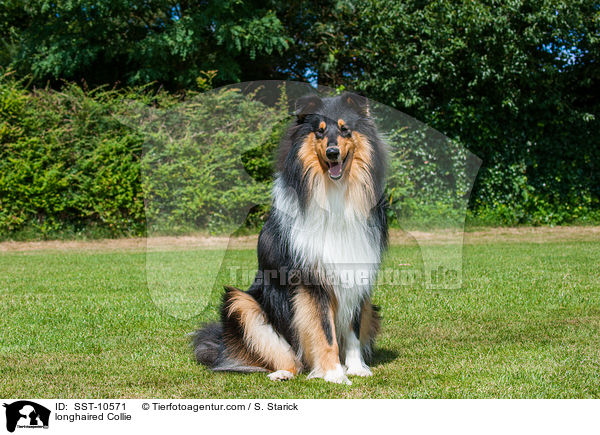 longhaired Collie / SST-10571