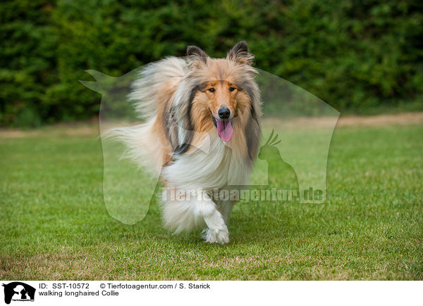 walking longhaired Collie / SST-10572