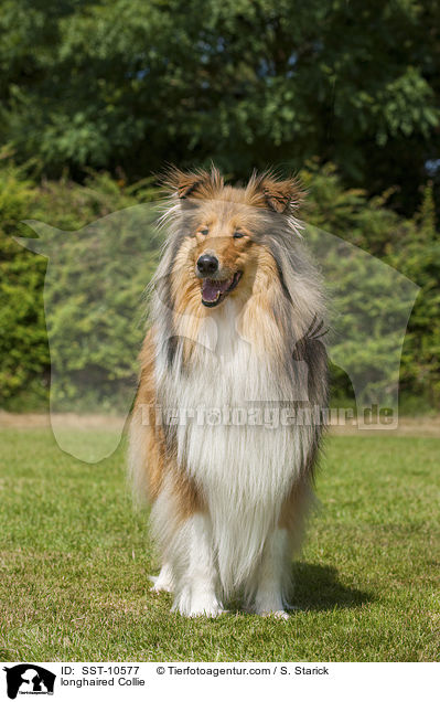 longhaired Collie / SST-10577