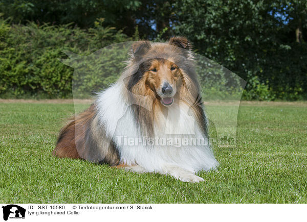 lying longhaired Collie / SST-10580