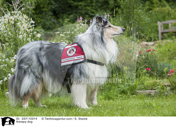 Therapiehund / therapy dog / SST-10914
