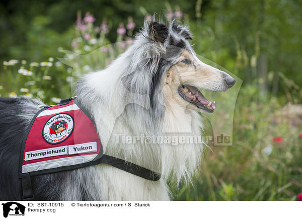 Therapiehund / therapy dog / SST-10915