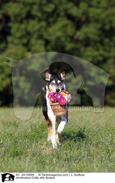 shorthaired Collie with flowers / JH-16896