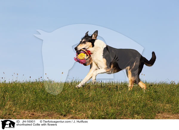 shorthaired Collie with flowers / JH-16901