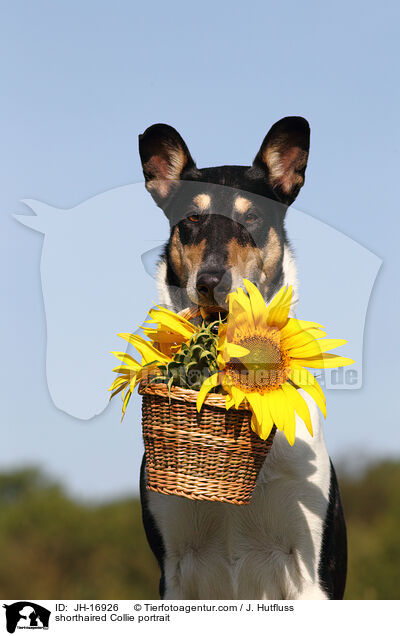 shorthaired Collie portrait / JH-16926