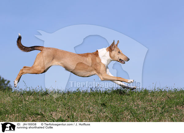 running shorthaired Collie / JH-16938