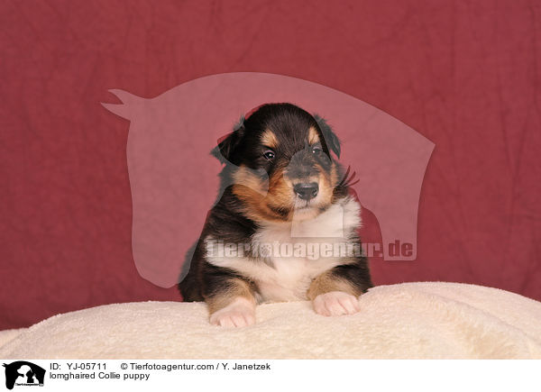 lomghaired Collie puppy / YJ-05711