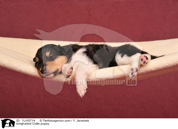 lomghaired Collie puppy / YJ-05714