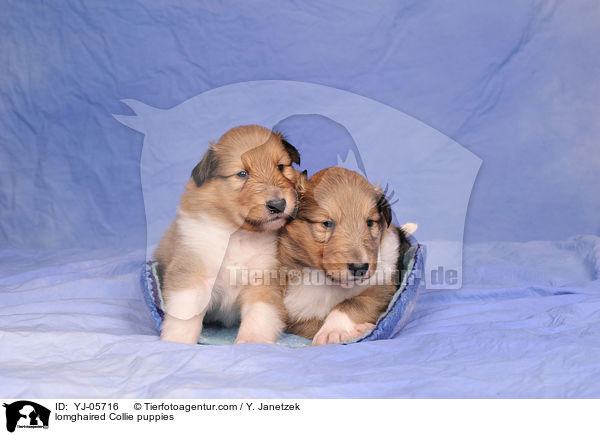 lomghaired Collie puppies / YJ-05716