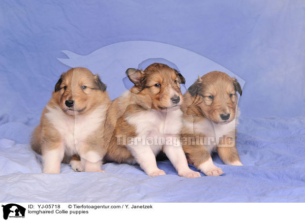 lomghaired Collie puppies / YJ-05718